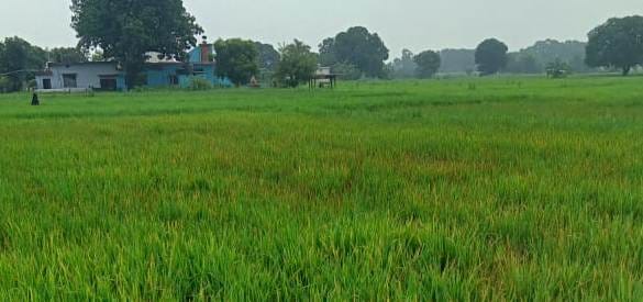 Viral On Rice Plant