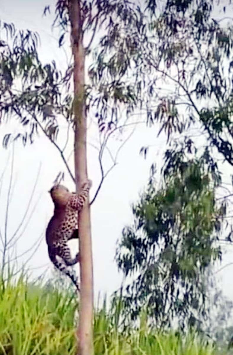 Photo of leopard climbing tree goes viral, forest department said rumor