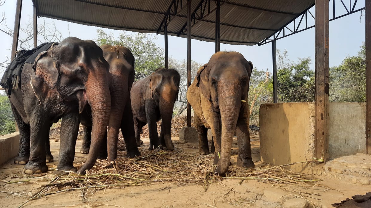 Lakshmi, Chanchal, Leeli and Jaya begin to understand the gestures of the mahout.