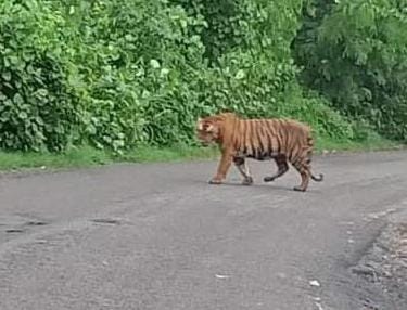 If the number increased, then the activity of tigers also increased in the population area.