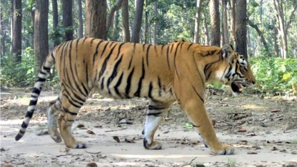 'Raja' and 'Rajkumar' seen together in the forest