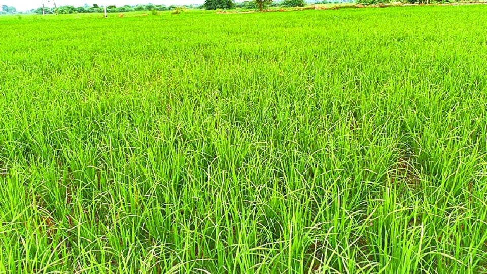 Agriculture Department issues alert over Dwarf virus threat on paddy crop
