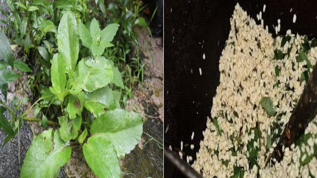 PM Modi's favorite Sepu Badi will drive away stone, diabetes