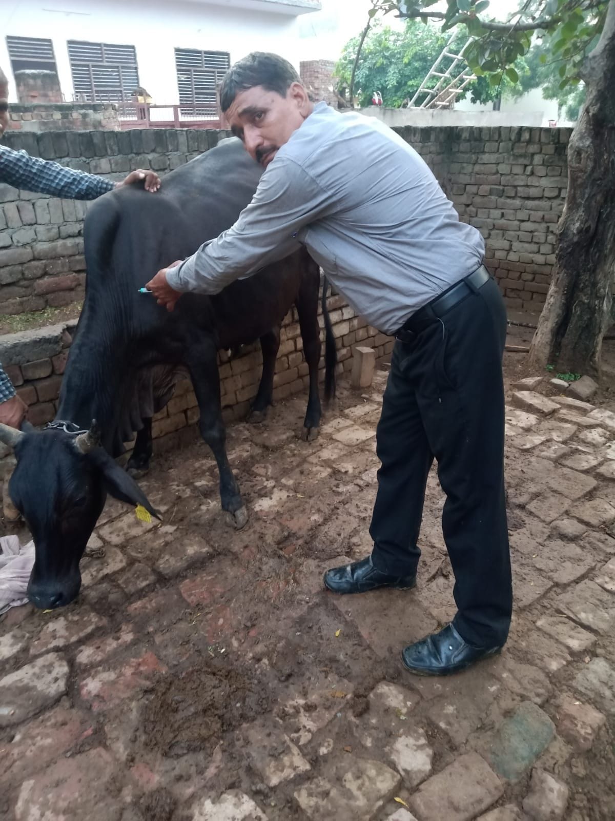 Vaccination of animals done to prevent lumpi
