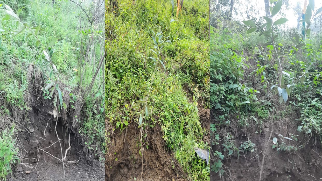 Amar Ujala Exclusive: Himachal forests will be saved from fire by planting micro-planting on the lines of Germ