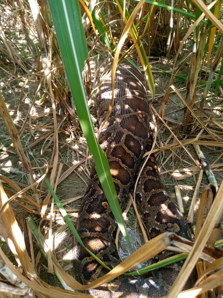 10 feet long python seen in the fields of Gangawas village, panic among villagers