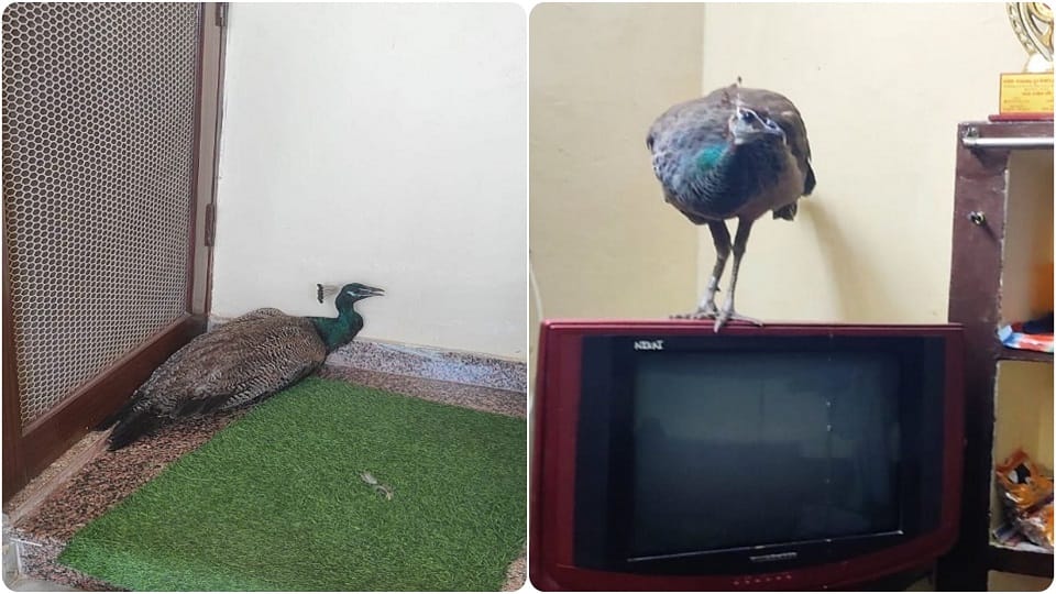 Dogs and monkeys attacked on female peacock in agra