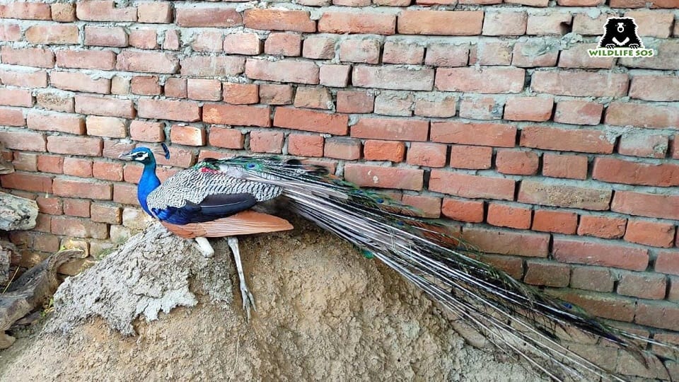 Dogs and monkeys attacked on female peacock in agra