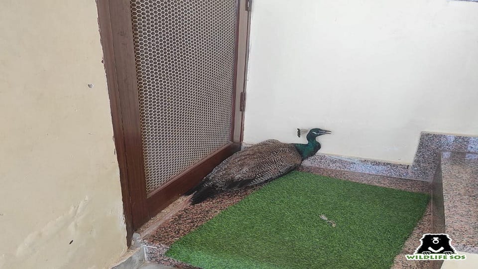 Dogs and monkeys attacked on female peacock in agra