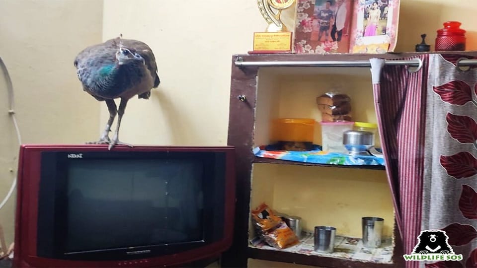 Dogs and monkeys attacked on female peacock in agra