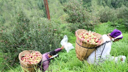 Himachali people wrote the story of development from apple