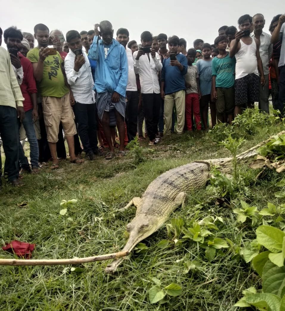 crocodile found in canal, drop in river