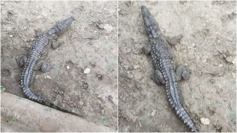 Crocodile reached the village due to the floods of Chambal in Pinahat