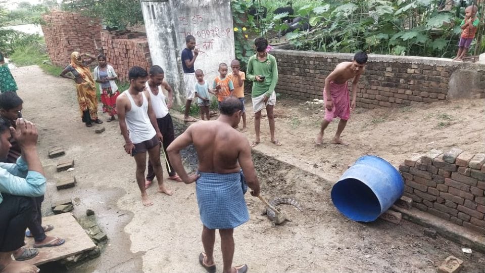 Crocodile reached the village due to the floods of Chambal in Pinahat