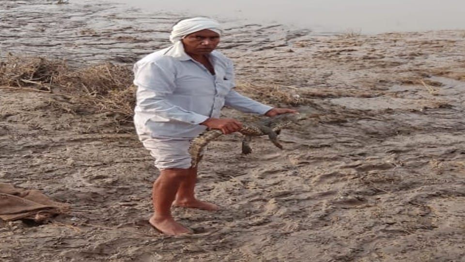 Crocodile reached the village due to the floods of Chambal in Pinahat