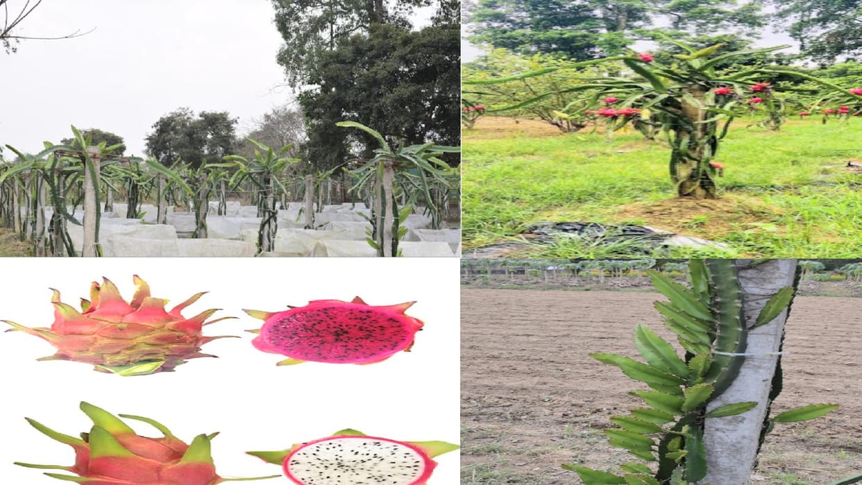 Dragon fruit plant with medicinal properties will be ready in Himachal, fruit is a boon for many diseases