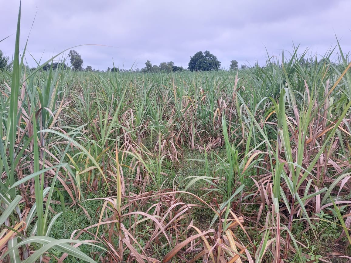 Tigers are liking the increasing scope of sugarcane cultivation