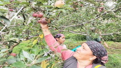 Himachali people wrote the story of development from apple