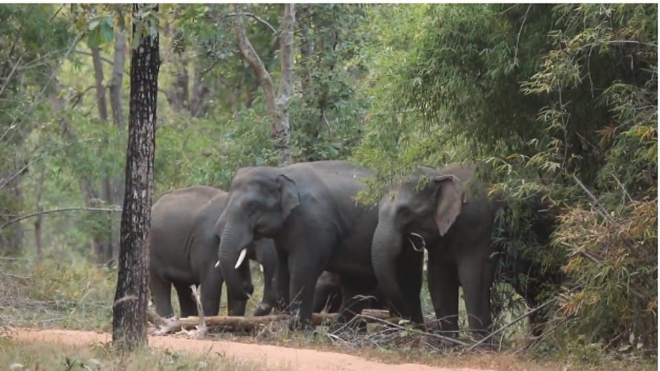 Bandhavgarh Tiger Reserve: Love story of two elephants in discussion