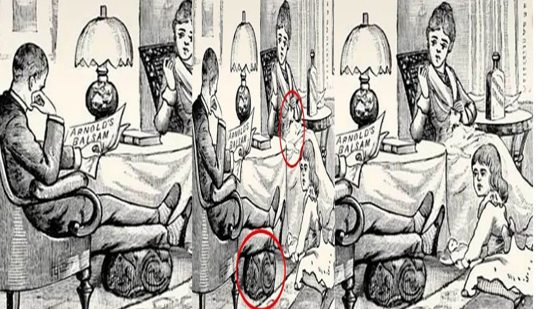 optical illusion iq test two cats are hidden in this photo 99 percent people failed news in hindi