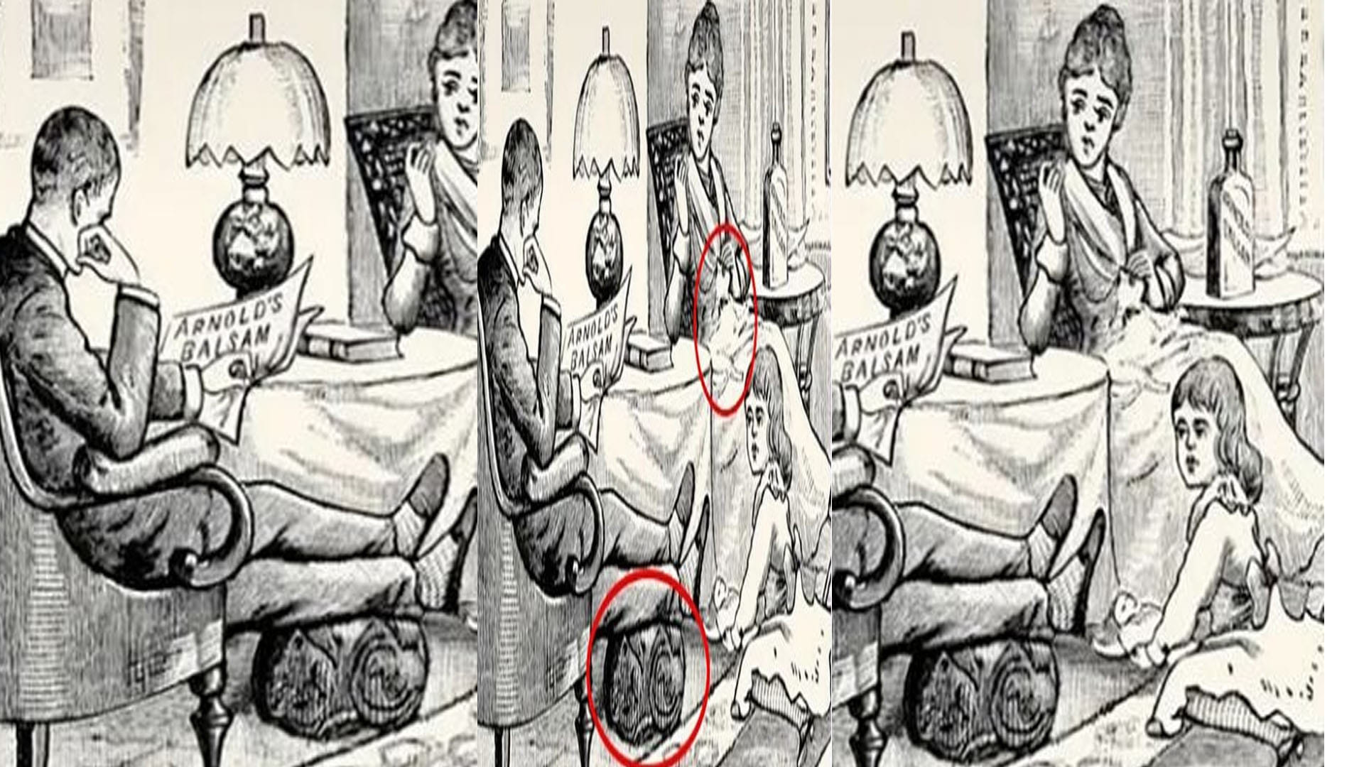 optical illusion iq test two cats are hidden in this photo 99 percent people failed news in hindi