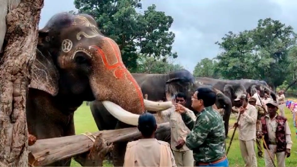 Bandhavgarh Tiger Reserve: Love story of two elephants in discussion