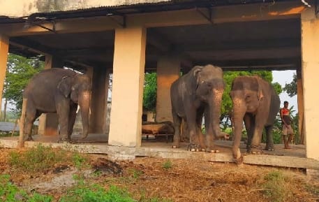 Blood samples of Dudhwa elephants sent to IVRI for examination