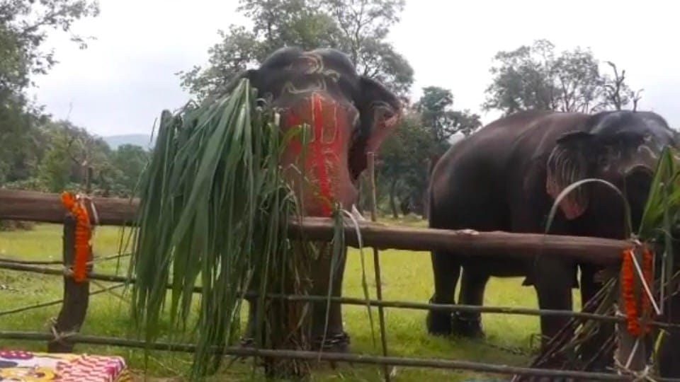 Bandhavgarh Tiger Reserve: Love story of two elephants in discussion