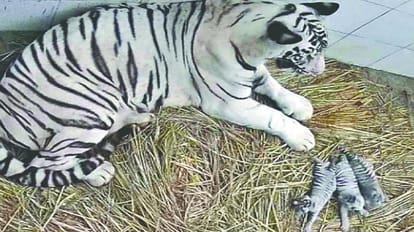 Delhi : Naming ceremony of two cubs of tigress Sita today
