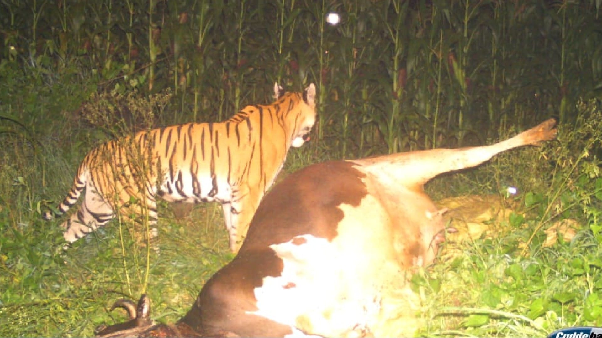 The tigress, looking for the cub in Chhindwara, hunted the cow, few days ago the child had fallen in the well
