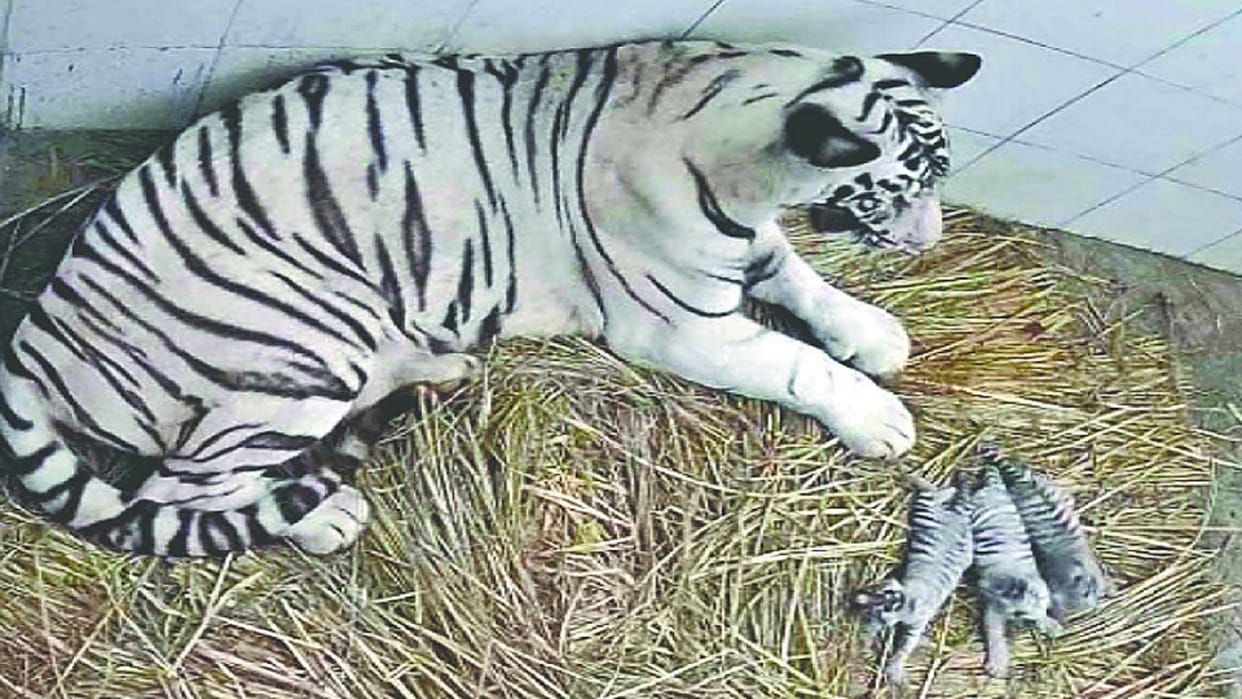 Delhi News Sita tigress gave birth to three cubs in the zoo