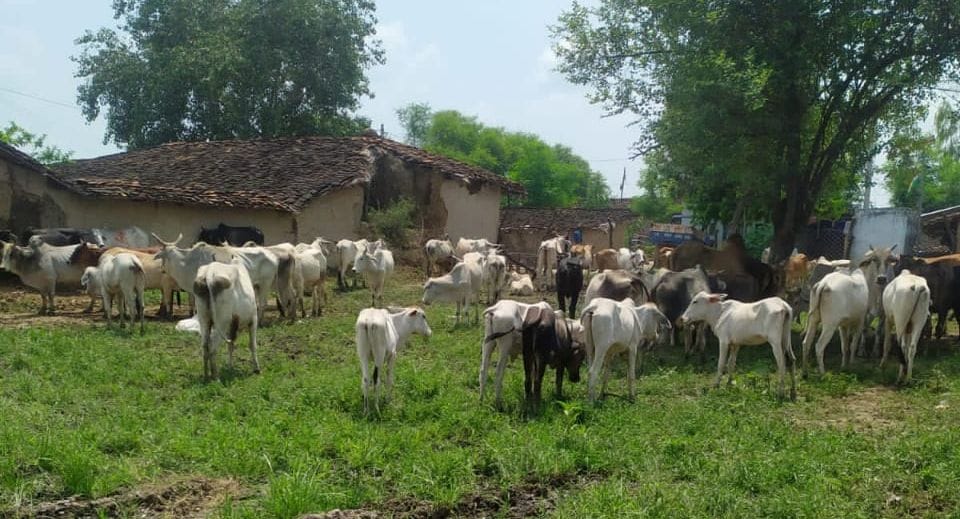 Chitrakoot: Own built enclosure, Anna is taking care of cattle