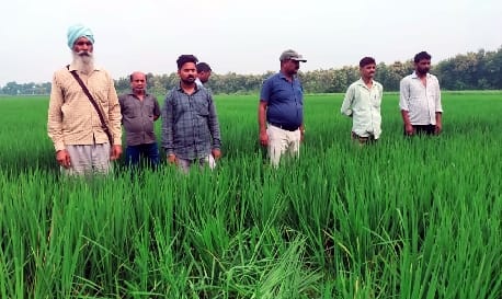 A herd of Nepalese elephants trampled five acres of paddy