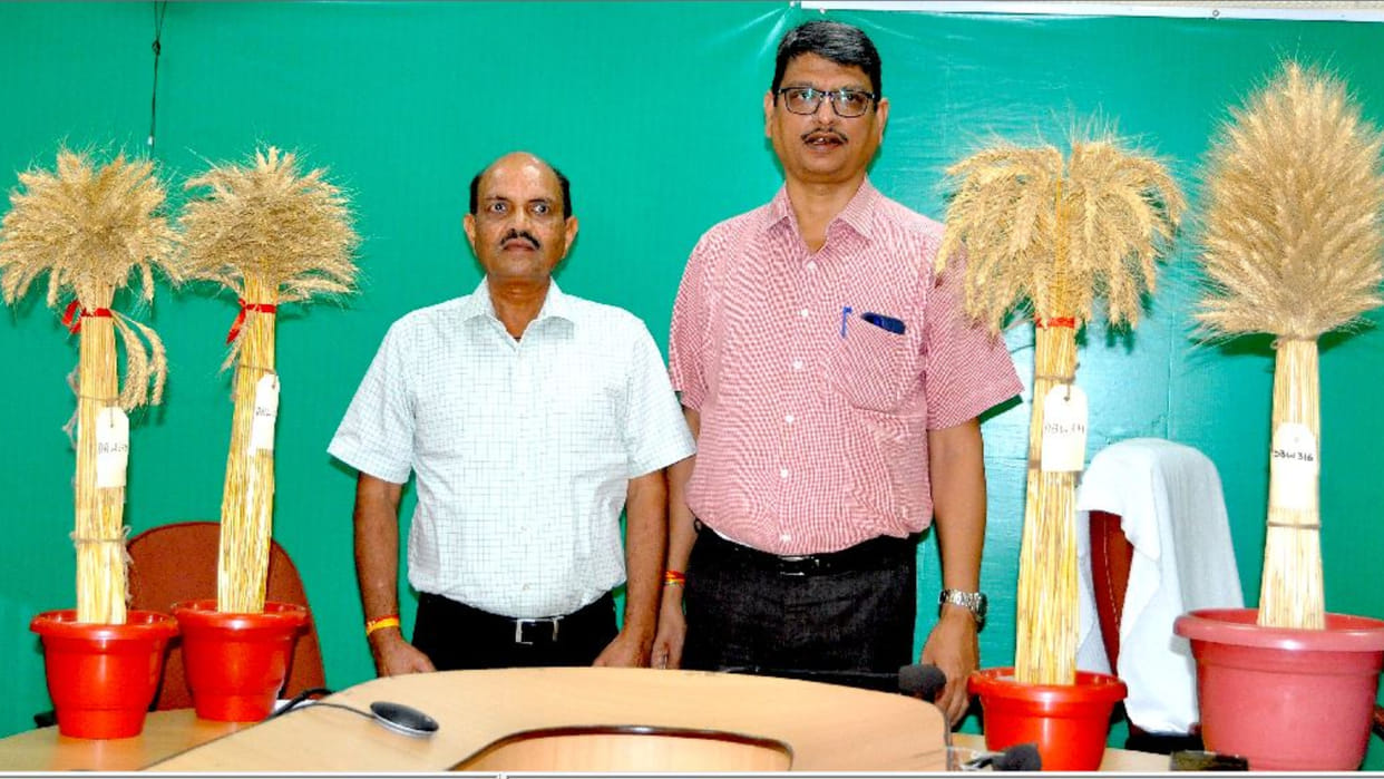 Farmers of the country will get 22 new varieties of wheat