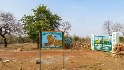 Cheetah in India can the Big Wild Cat species Prosper here far from African Continent experts speak
