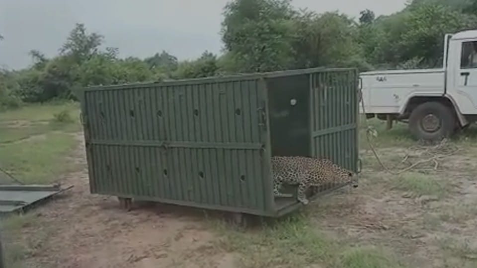 कूनो से लाए गए तेंदुओं को शिवपुरी के माधव नेशनल पार्क में छोड़ा गया है।