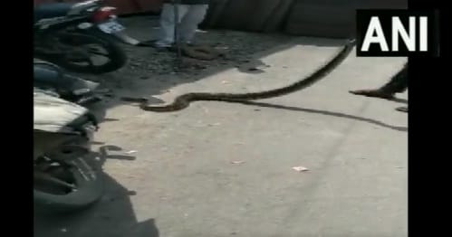 Seven feet long python found in Etawah, wildlife expert rescued