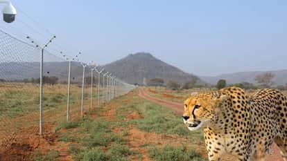 Cheetah in India can the Big Wild Cat species Prosper here far from African Continent experts speak
