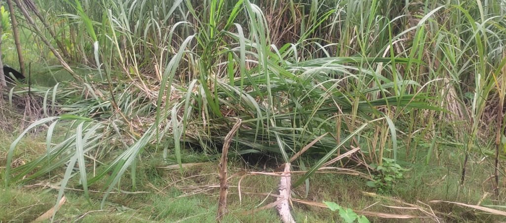 Elephant destroyed the crops of two farmers