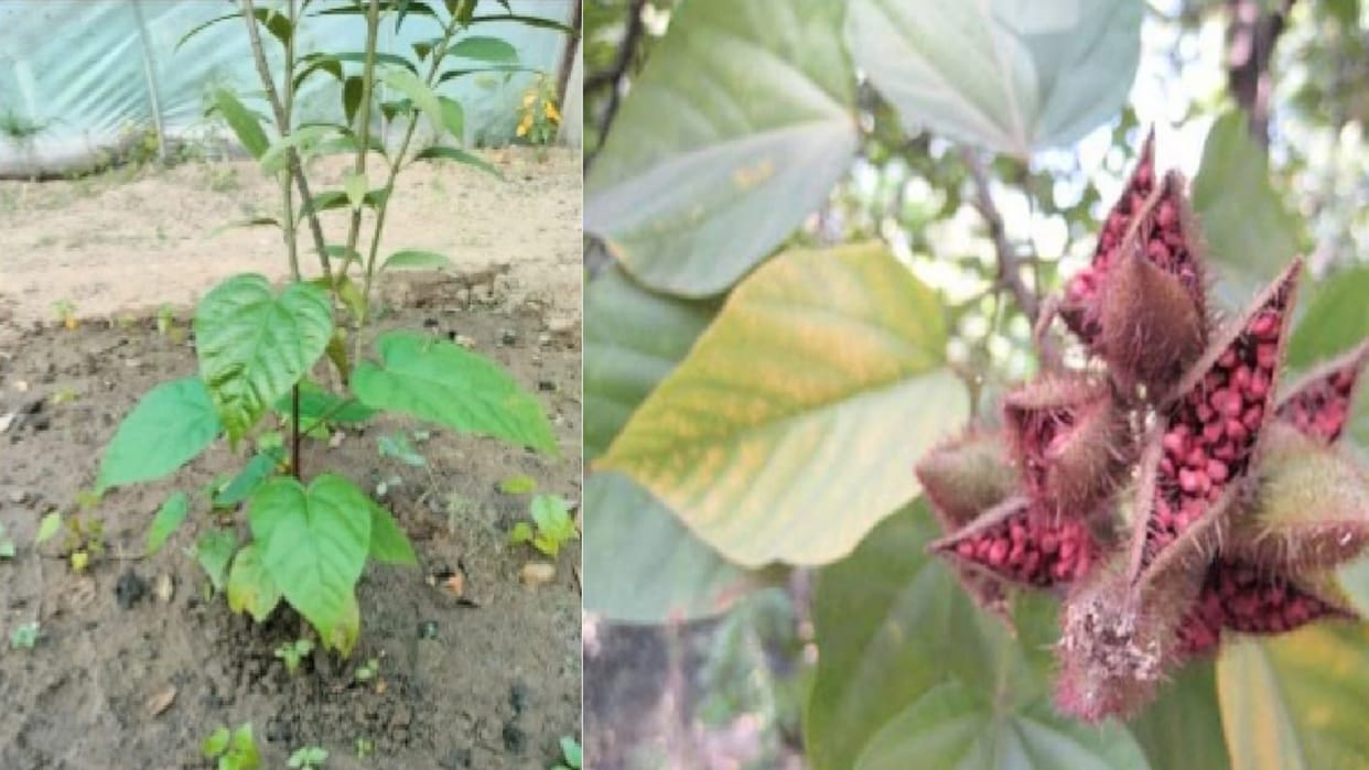 sindoor Vermilion plants will grow in Himachal, farmers will be able to earn lakhs