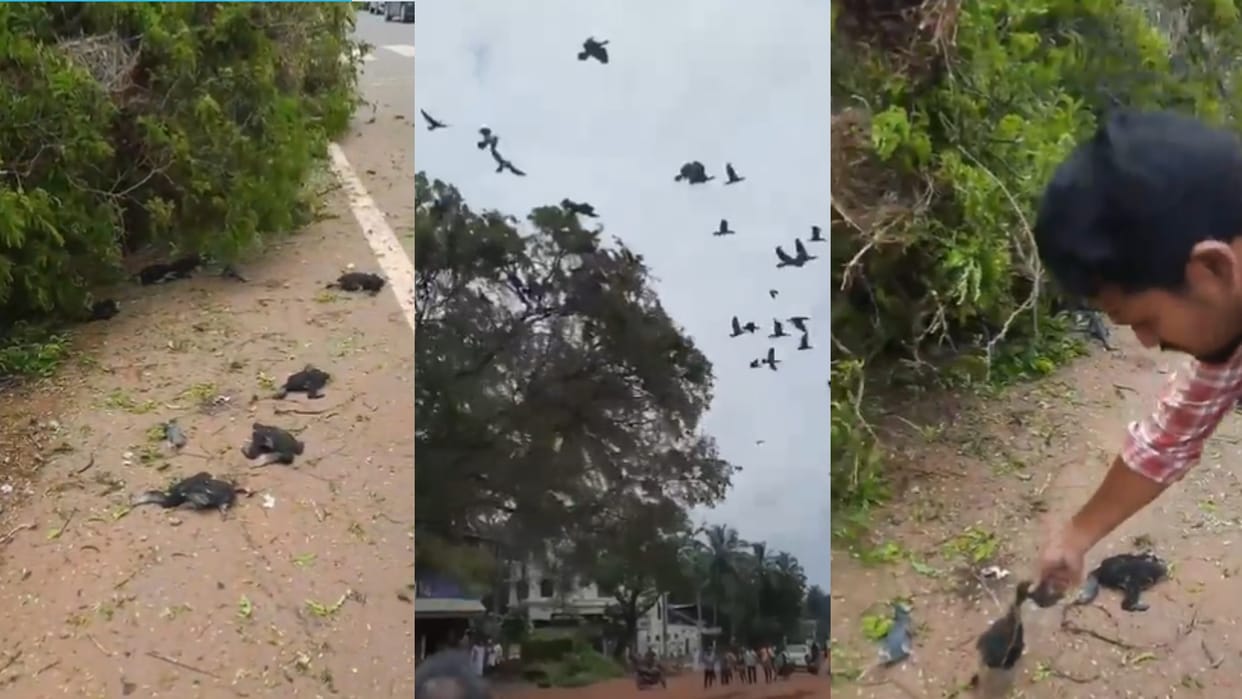 mass death of birds after trees felled from JCB in malappuram in kerala