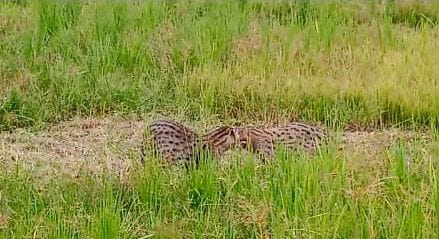 lepard,gonda,Jungle