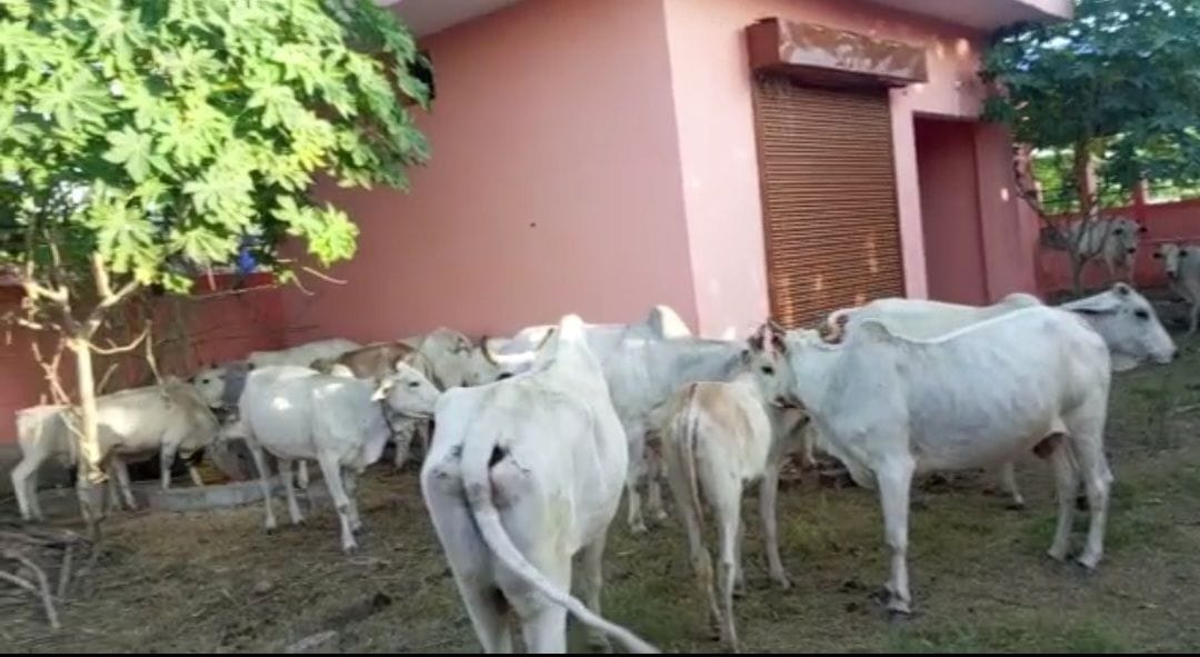 Animal,Kanji house,gonda,Problem