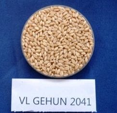 New Variety of Wheat Developed By VPKASS
