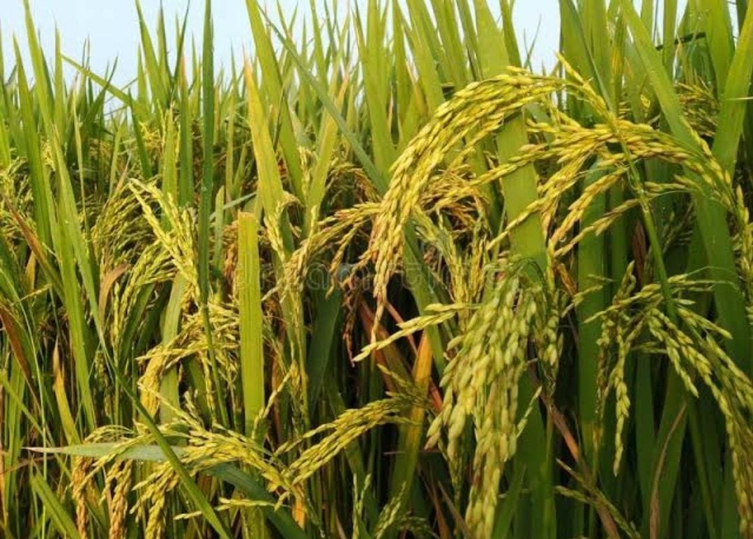 The area under softwood decreased, the cultivation of paddy increased