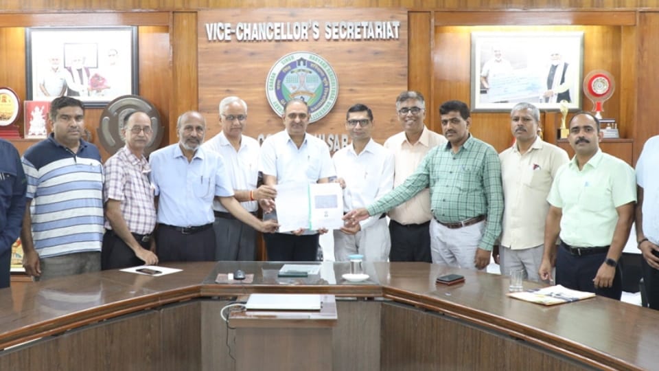 Haryana Agriculture University developed advanced variety of medicinal crop Chandrashur