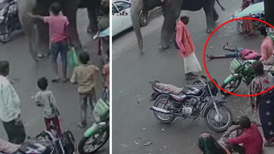 Damoh: The elephant threw the drunken youth away with his trunk