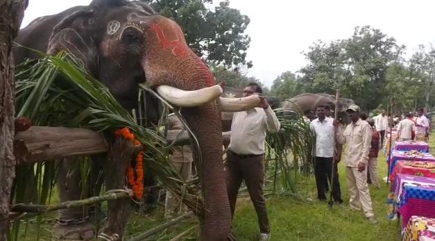 Elephant Festival concludes in Umaria Enjoy your favorite delicacies with massage