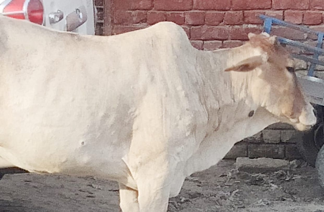 Lumpy skin disease virus: 38 cases were reported, 48 animals recovered