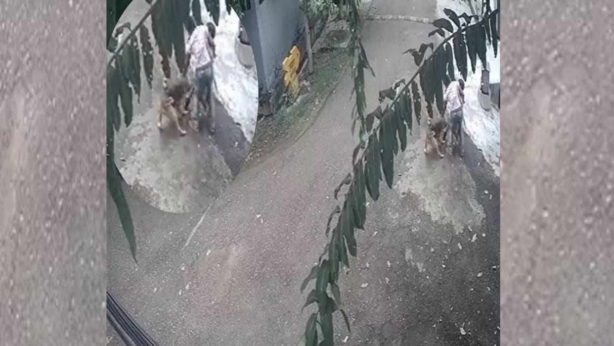 pets attack on children in Lucknow.